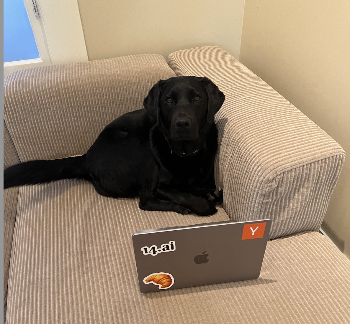 Deep work mode: Activated 🐾